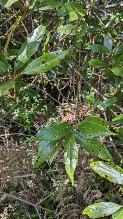 Styrax warscewiczii, photographed by Jake Rehage
