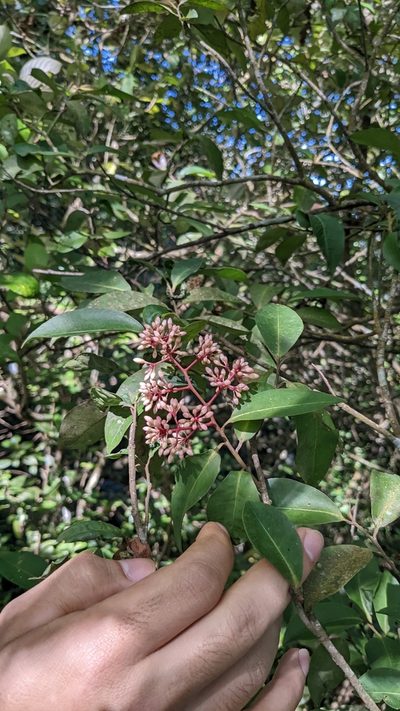Ardisia compressa, photographed by Jake Rehage