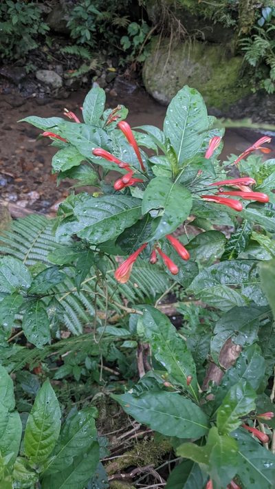 Justicia macrantha, photographed by Jake Rehage
