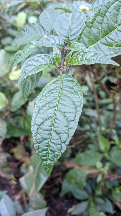 Deprea sylvarum, photographed by Jake Rehage