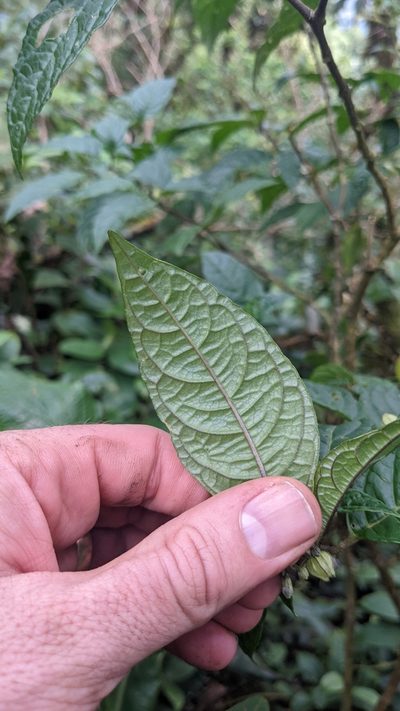 Deprea sylvarum, photographed by Jake Rehage