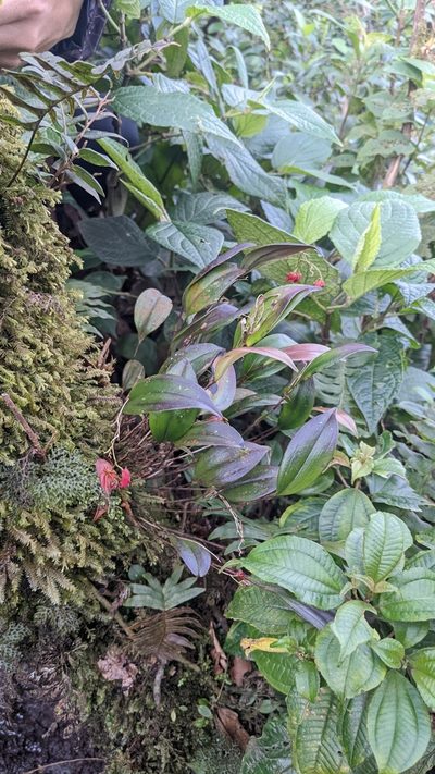 Lepanthes wendlandii, photographed by Jake Rehage