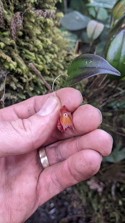 Lepanthes wendlandii, photographed by Jake Rehage