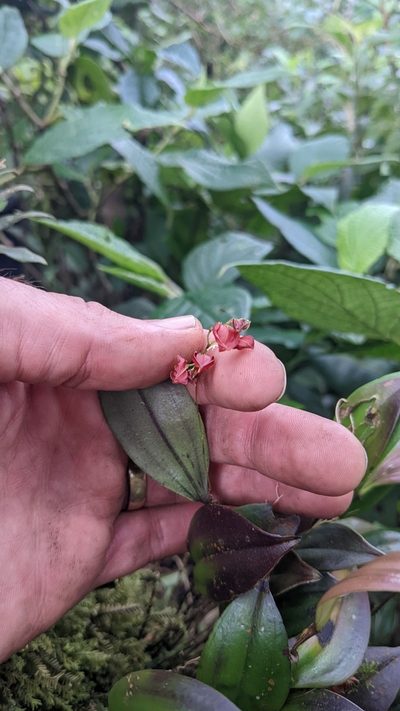 Lepanthes wendlandii, photographed by Jake Rehage