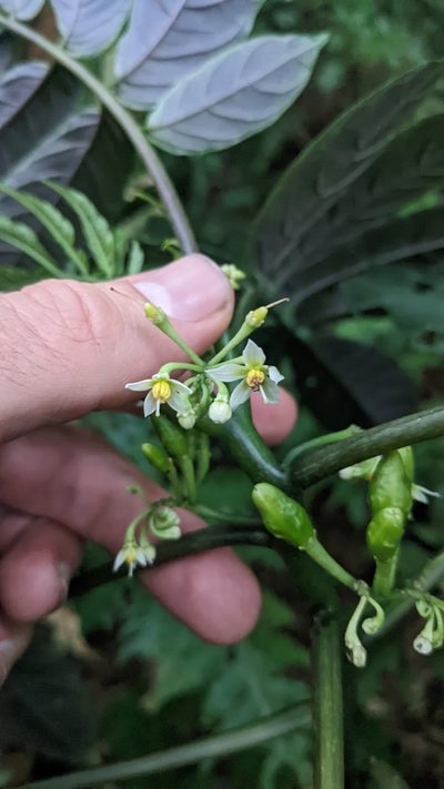 Solanum trizygum, photographed by Jake Rehage