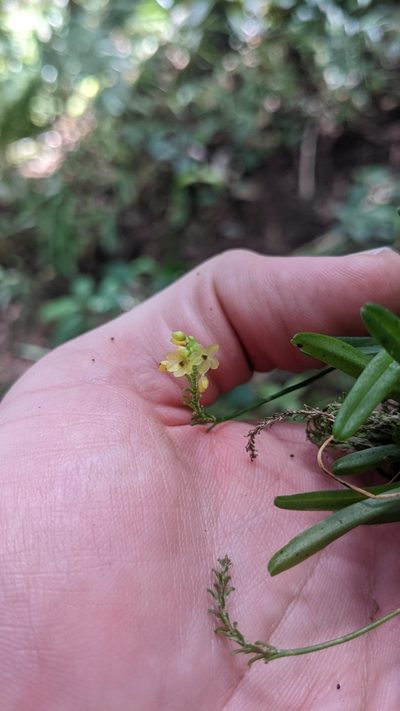Platystele compacta, photographed by Jake Rehage