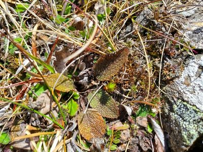 Brachyglottis lagopus, photographed by rempson