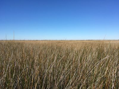Juncus roemerianus, photographed by harrier
