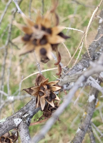 Ipomoea emetica, photographed by Guillermo Huerta Ramos