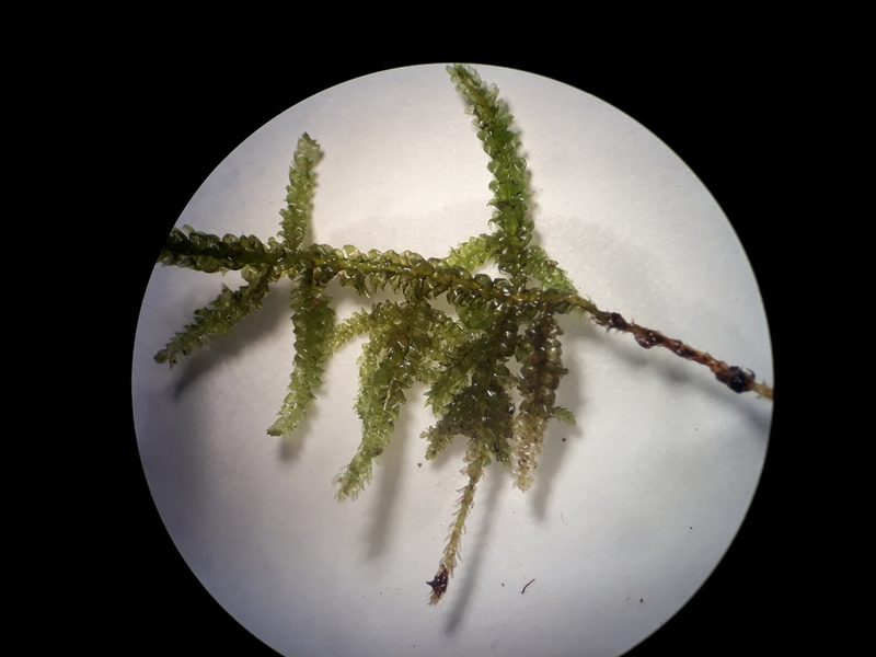 Camptochaete pulvinata, photographed by Leon Perrie