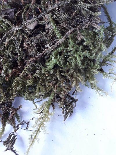 Camptochaete pulvinata, photographed by Leon Perrie