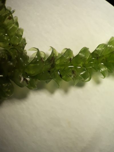 Camptochaete pulvinata, photographed by Leon Perrie