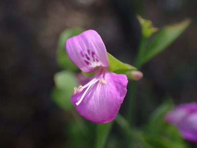 Dicliptera resupinata, photographed by Cricket Raspet