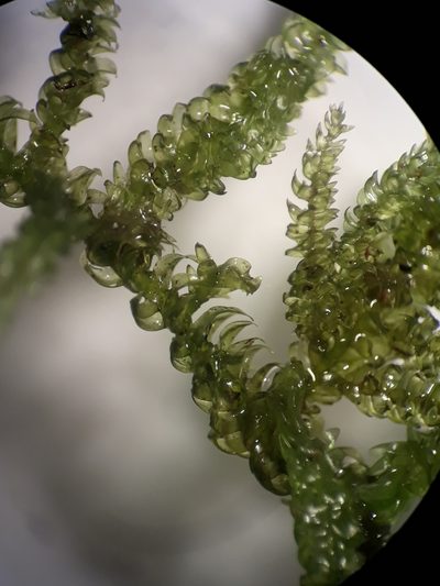 Camptochaete pulvinata, photographed by Leon Perrie