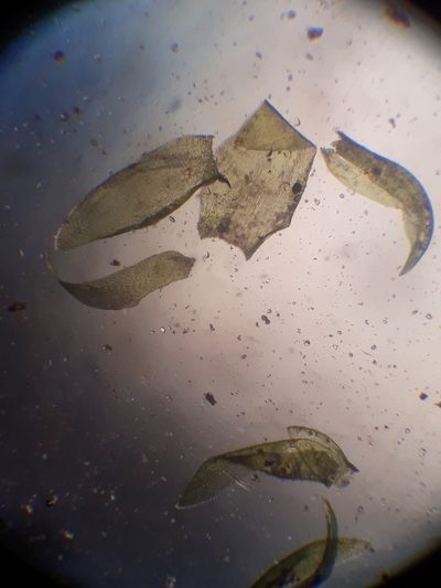 Camptochaete pulvinata, photographed by Leon Perrie