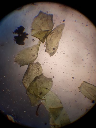 Camptochaete pulvinata, photographed by Leon Perrie