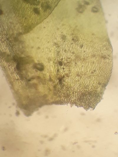 Camptochaete pulvinata, photographed by Leon Perrie
