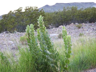 Asclepias latifolia, photographed by Jared Shorma