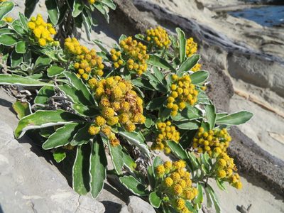 Ajania pacifica, photographed by Marco Mussita