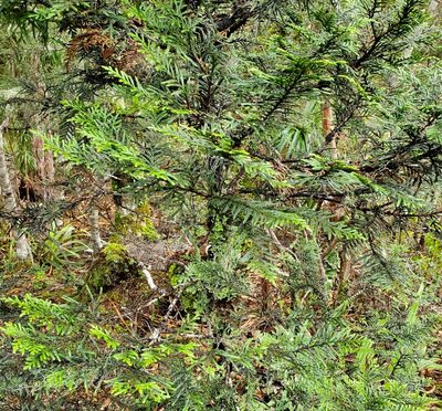 Libocedrus bidwillii, photographed by rempson
