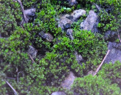 Gemmabryum coronatum, photographed by Agnes Trekker
