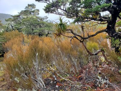 Dracophyllum longifolium, photographed by rempson