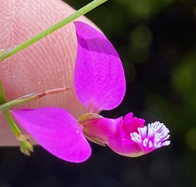 Polygala refracta, photographed by Dave U