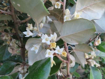 Elaeagnus macrophylla, photographed by Marco Mussita