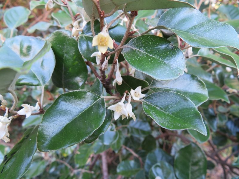 Elaeagnus macrophylla, photographed by Marco Mussita