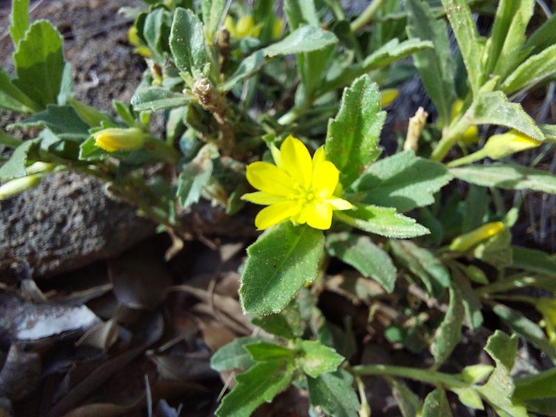 Afroqueta capensis, photographed by Manuel R Popp