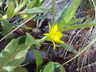 Afroqueta capensis, photographed by Manuel R Popp
