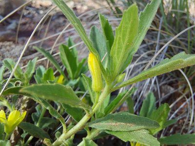 Afroqueta capensis, photographed by Manuel R Popp