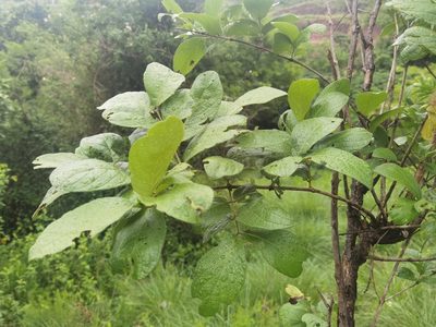 Combretum molle, photographed by Philani Hadebe