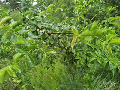 Strychnos spinosa, photographed by Philani Hadebe
