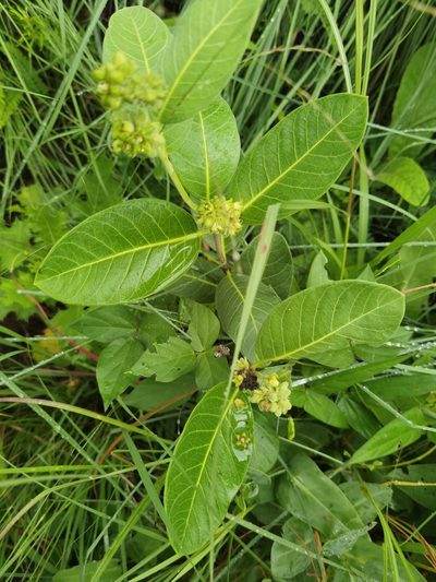 Raphionacme galpinii, photographed by Philani Hadebe