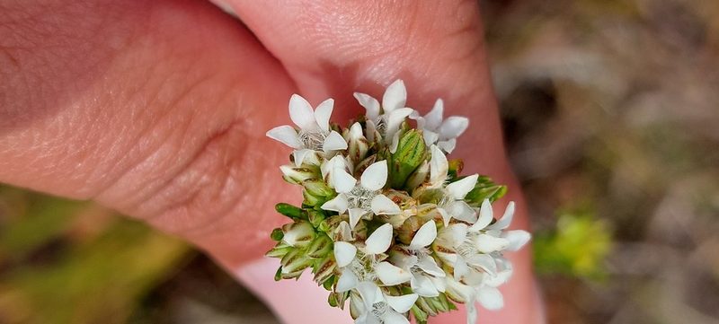 Euchaetis diosmoides, photographed by sharndreheuvel