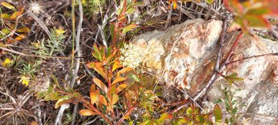 Leucospermum heterophyllum, photographed by sharndreheuvel