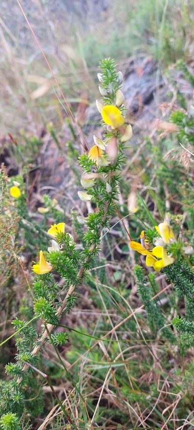 Aspalathus laricifolia, photographed by sharndreheuvel