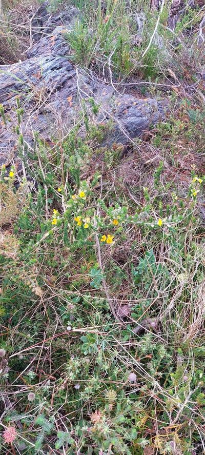 Aspalathus laricifolia, photographed by sharndreheuvel