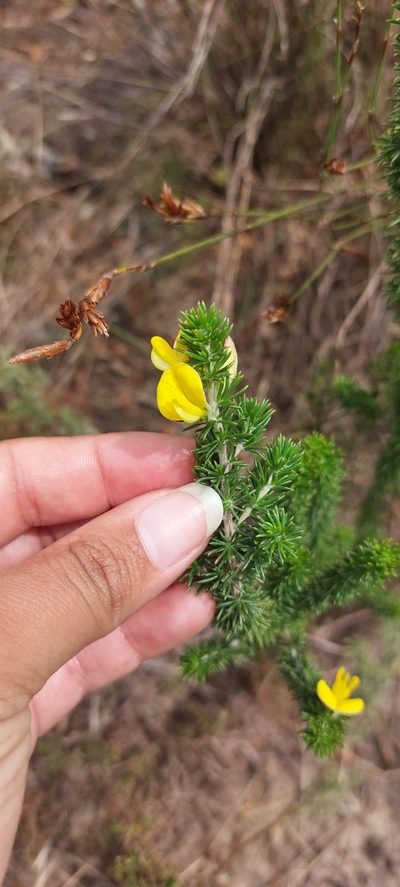 Aspalathus laricifolia, photographed by sharndreheuvel