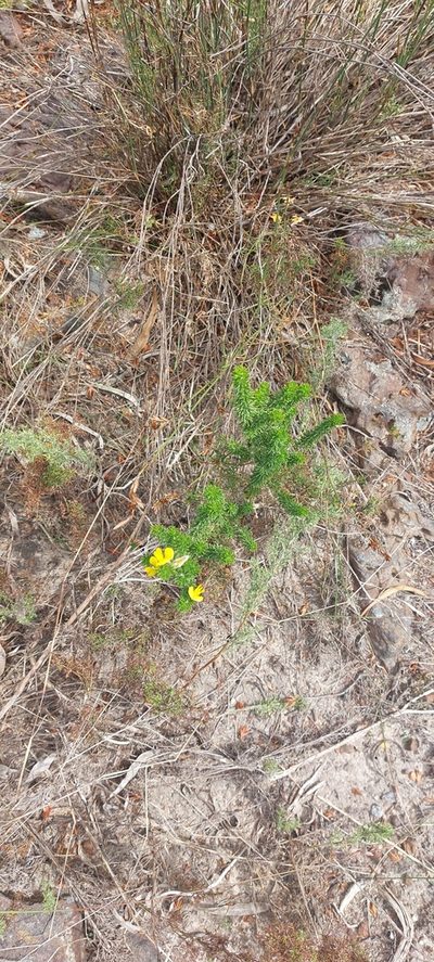 Aspalathus laricifolia, photographed by sharndreheuvel