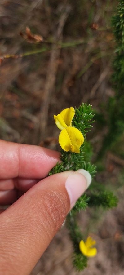 Aspalathus laricifolia, photographed by sharndreheuvel