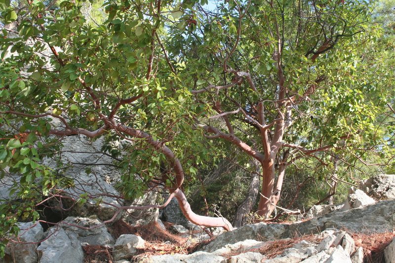 Arbutus andrachne, photographed by Edmundas Greimas