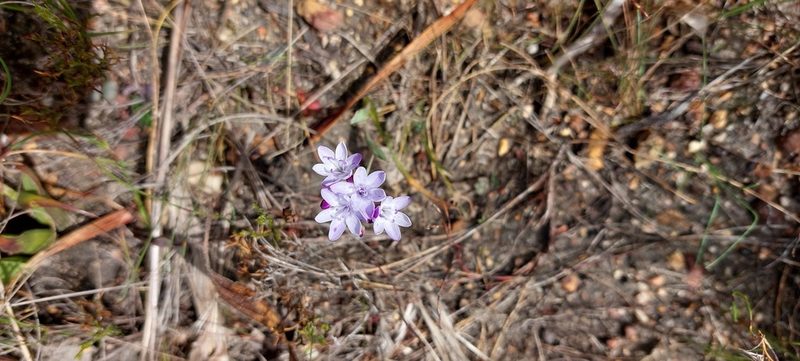 Codonorhiza corymbosa, photographed by sharndreheuvel