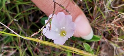 Falkia repens, photographed by sharndreheuvel