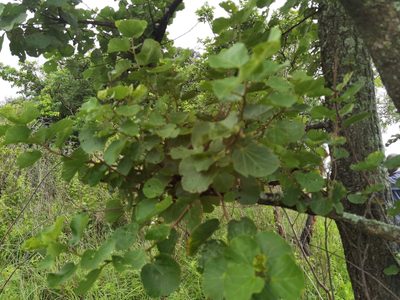 Dombeya rotundifolia, photographed by Philani Hadebe
