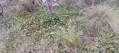Leucospermum heterophyllum, photographed by sharndreheuvel