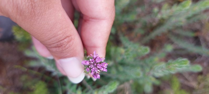 Agathosma serpyllacea, photographed by sharndreheuvel