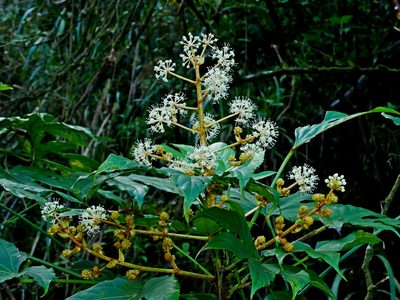 Fatsia polycarpa, photographed by Jacy Chen
