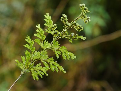 Hymenophyllum okadae, photographed by Jacy Chen